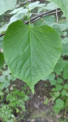 Tilia cordata