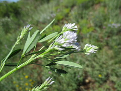 Trigonella procumbens