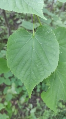 Tilia cordata