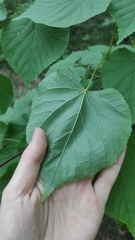 Tilia cordata