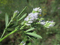Trigonella procumbens
