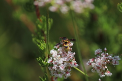 Euodynerus hidalgo viereckii