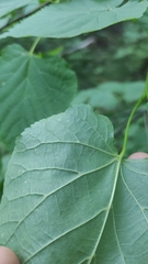 Tilia cordata