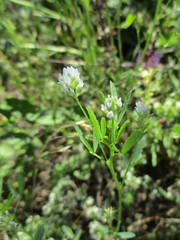 Trigonella procumbens