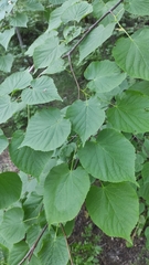 Tilia cordata