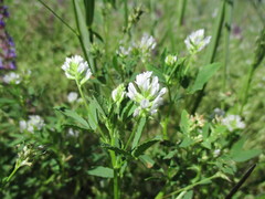 Trigonella procumbens