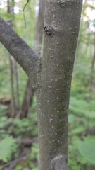 Tilia cordata