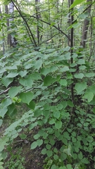 Tilia cordata