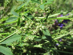 Trigonella procumbens