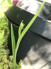 Platanthera blephariglottis