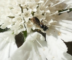 Ceratina cucurbitina