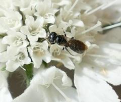 Ceratina cucurbitina