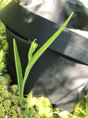 Platanthera blephariglottis