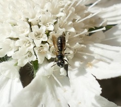 Ceratina cucurbitina