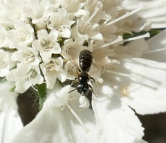 Ceratina cucurbitina