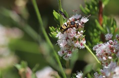 Euodynerus hidalgo viereckii