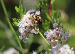 Euodynerus hidalgo viereckii
