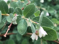 Symphoricarpos rotundifolius parishii