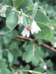 Symphoricarpos rotundifolius parishii