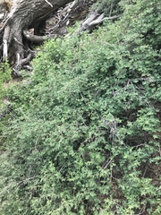 Symphoricarpos rotundifolius parishii