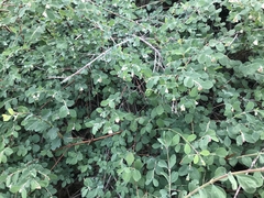 Symphoricarpos rotundifolius parishii