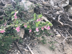 Symphoricarpos rotundifolius parishii