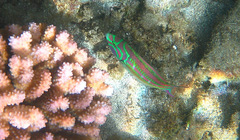 Thalassoma quinquevittatum