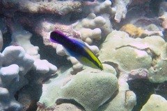 Labroides phthirophagus