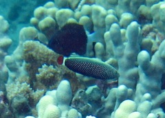 Anampses chrysocephalus