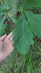 Quercus robur