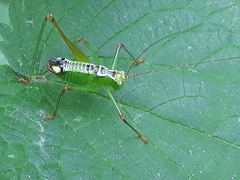 Andreiniimon nuptialis