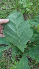 Quercus robur
