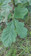 Quercus robur