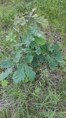Quercus robur