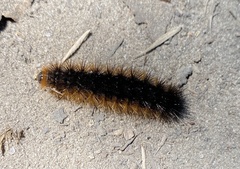 Pseudohemihyalea edwardsii