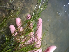 Zannichellia palustris major