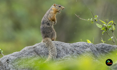 Notocitellus annulatus