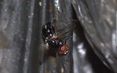 Seioptera vibrans