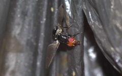 Seioptera vibrans