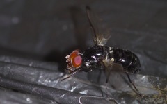 Seioptera vibrans