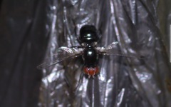 Seioptera vibrans
