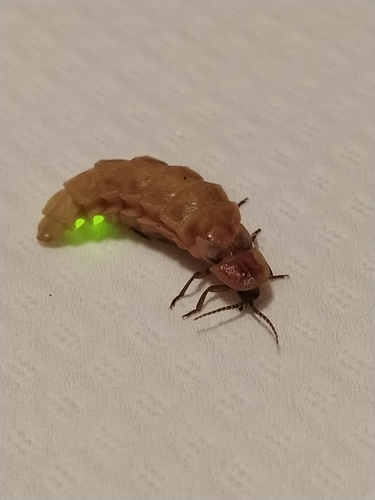 Mediterranean Pale Glow-worm, photo 4 of 10