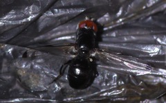 Seioptera vibrans