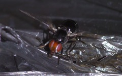Seioptera vibrans