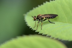 Eudioctria sackeni