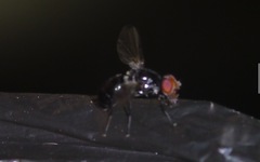 Seioptera vibrans