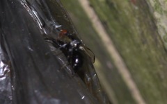 Seioptera vibrans