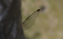 Seioptera vibrans