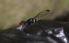 Seioptera vibrans