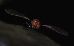 Seioptera vibrans